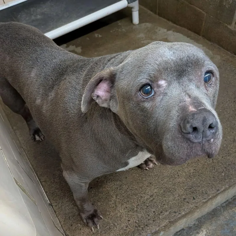 A senior large-sized female Pit Bull Terrier dog named Lacy Mae for adoption in Greenville, PA