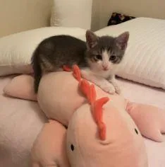 A baby medium-sized female Domestic Short Hair cat named Gnocci for adoption in Lincoln, CA