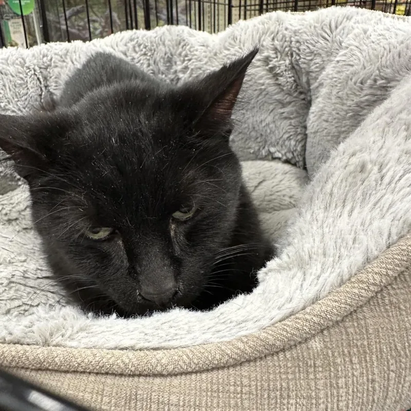 An adult small-sized male Black Domestic Short Hair cat named Hugh Catman for adoption in Eagle Mountain, UT