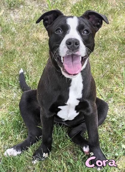 A baby medium-sized female Pit Bull Terrier dog named Cora for adoption in Mason, MI