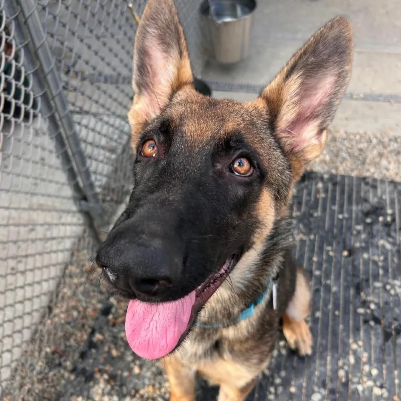 A baby medium-sized male Black German Shepherd Dog dog named Pete for adoption in New Ringgold, PA