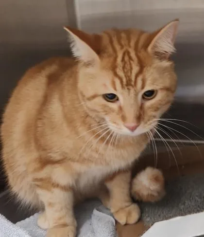 An adult large-sized male Domestic Short Hair cat named Mordecai for adoption in Lafayette, IN