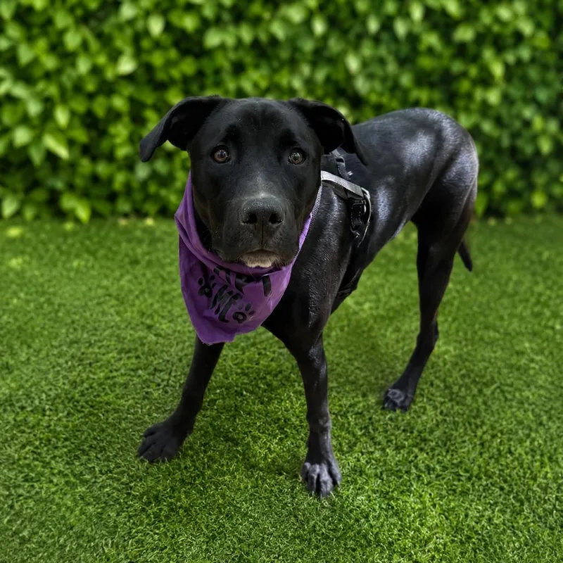 A young large-sized male Black Labrador Retriever dog named Arlo for adoption in Hopkinton, MA