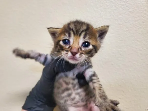 A baby small-sized male Domestic Short Hair cat named Nibbles for adoption in Oceanside, CA
