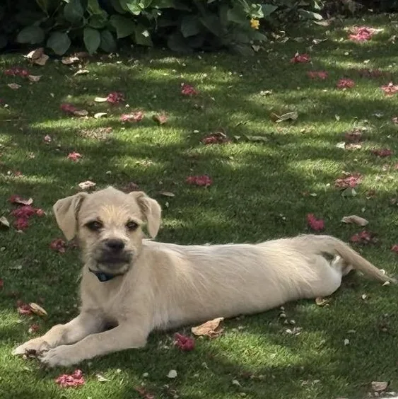 Dexter