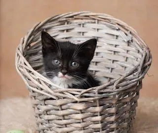 A baby medium-sized female Black & White / Tuxedo Tuxedo cat named Primrose for adoption in Kenhorst, PA