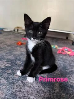 Primrose thumbnail 2