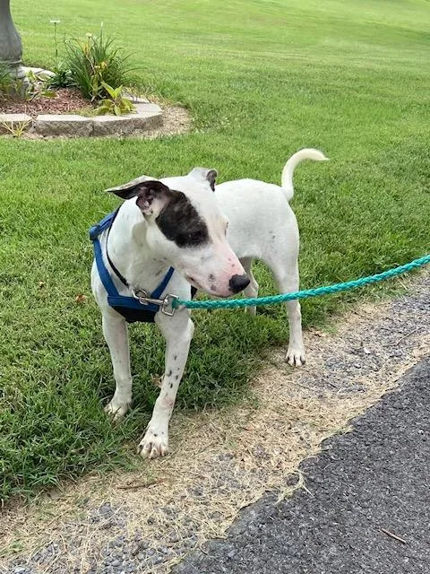 A baby medium-sized female White / Cream Boxer dog named Flower Sunbeam for adoption in Andover, MA