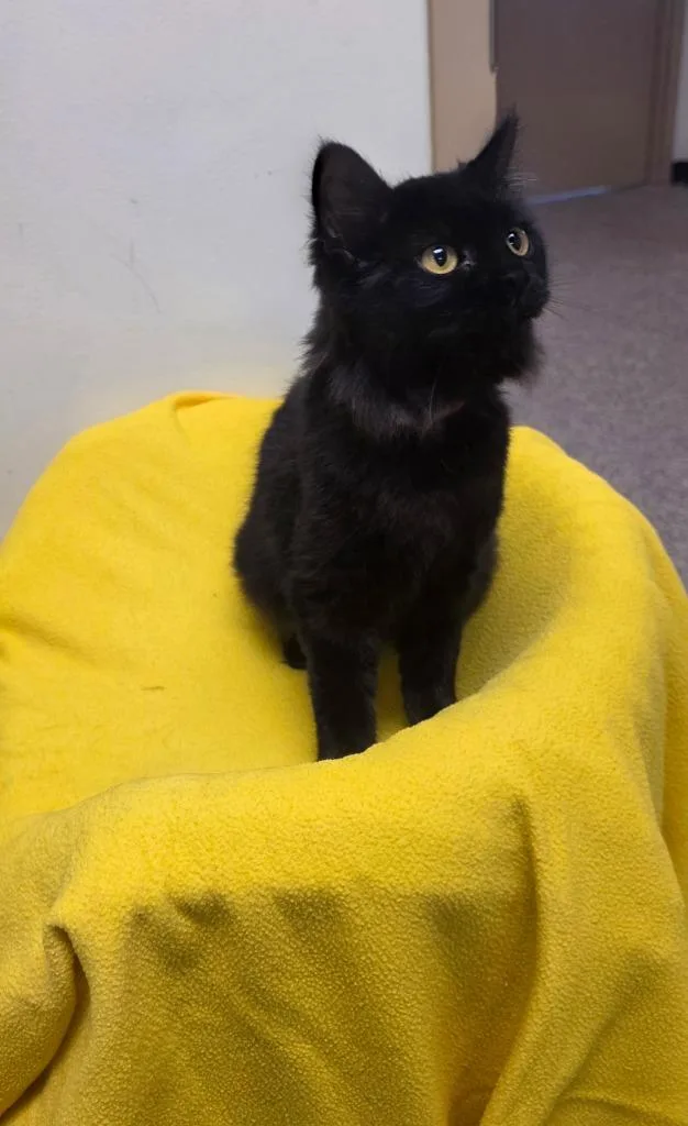 A baby small-sized female Domestic Long Hair cat named Pumpkin for adoption in Fremont, OH