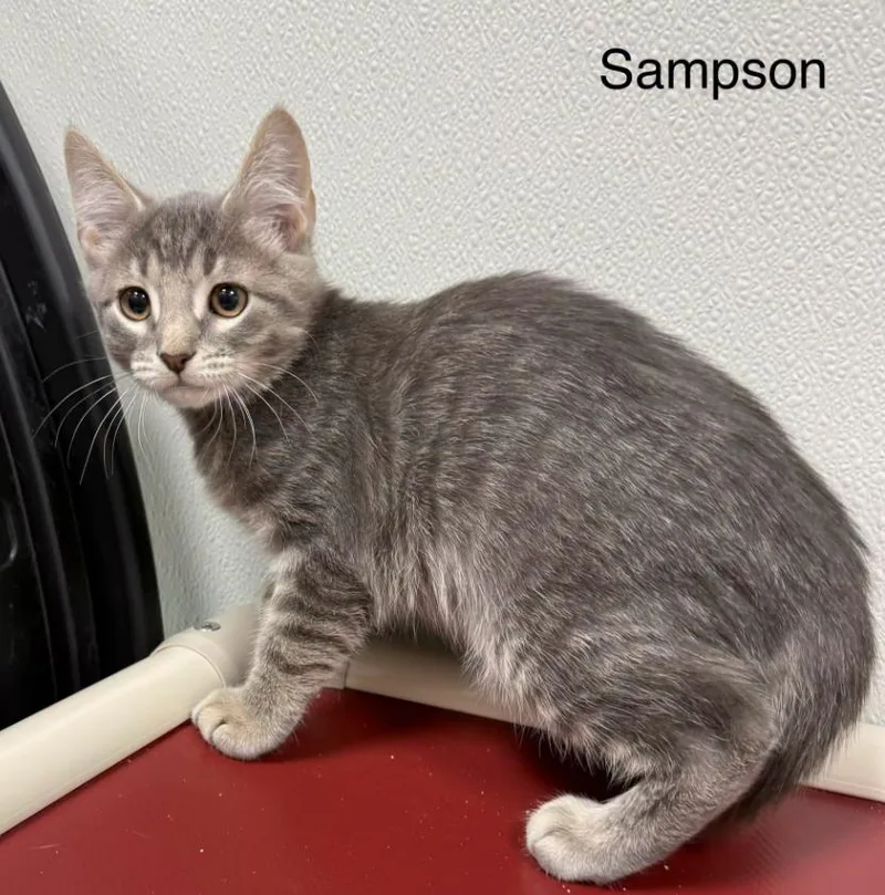 Sampson