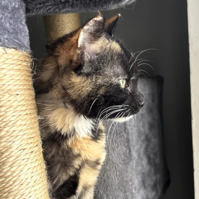 A baby medium-sized female Tortoiseshell Domestic Short Hair cat named Nala for adoption in Long Beach, CA