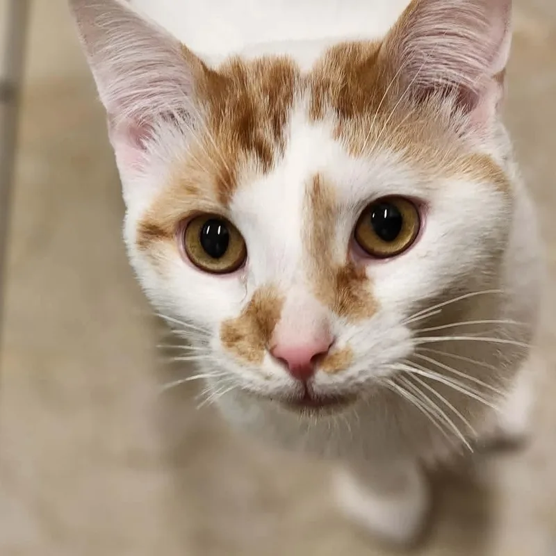 An adult medium-sized male Domestic Short Hair cat named Milo for adoption in Sterling, VA
