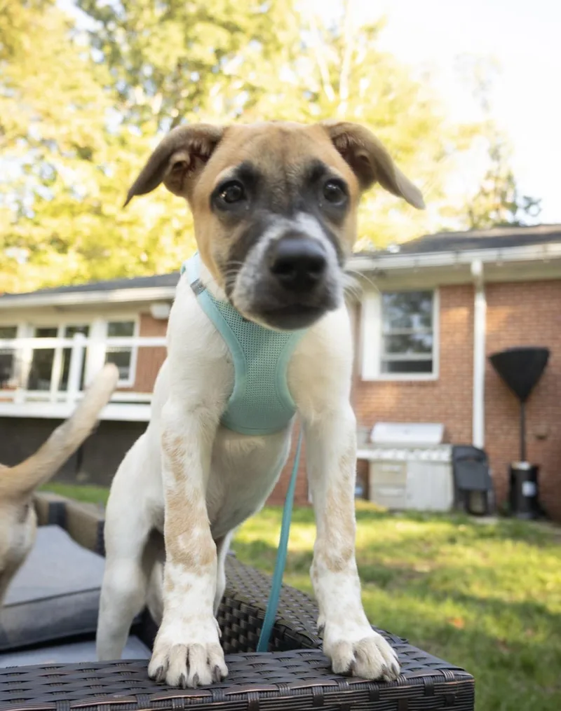 A baby large-sized male Great Pyrenees dog named Rafa for adoption in Gainesville, VA