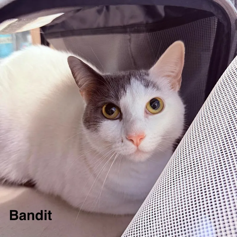 A young large-sized male Domestic Short Hair cat named Bandit for adoption in Utica, MI