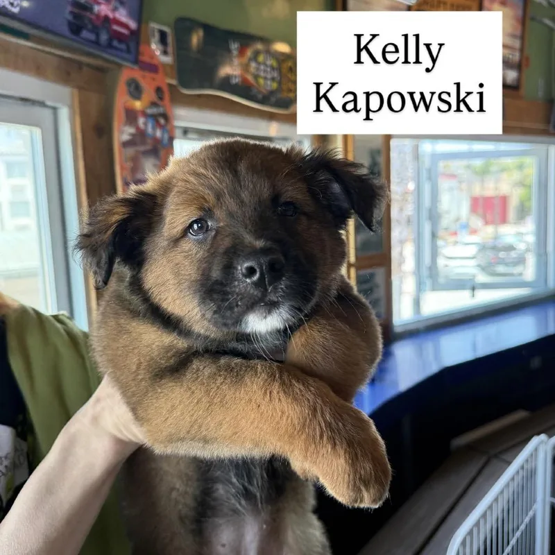 A baby small-sized female Brown / Chocolate Shepherd dog named Kelly Kapowski for adoption in San Diego, CA