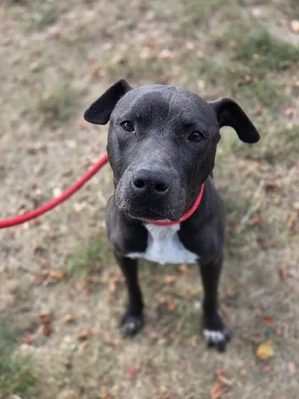 A young medium-sized male Pit Bull Terrier dog named Jackal for adoption in Westland, MI
