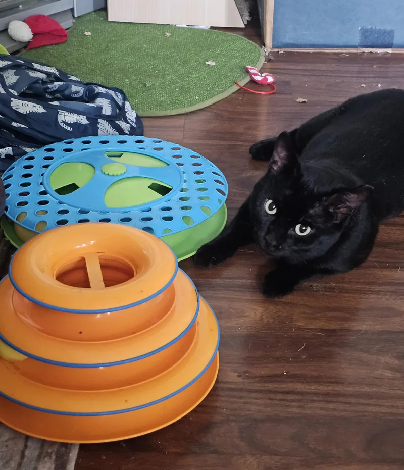 An adult medium-sized male Black Domestic Short Hair cat named Elmer Budd for adoption in Pittsburgh, PA