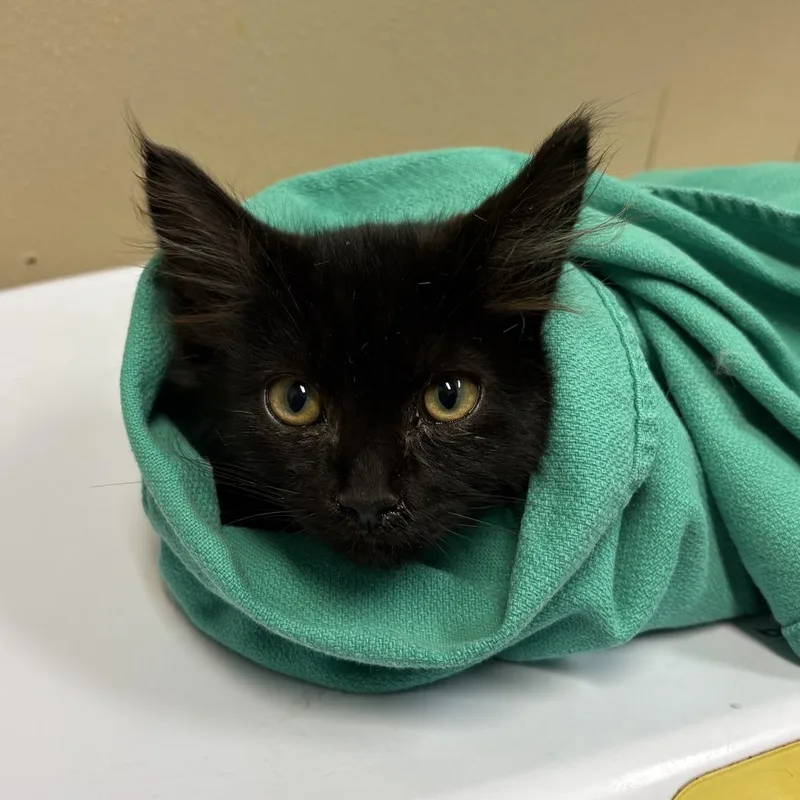 A baby small-sized male Domestic Medium Hair cat named Gravy for adoption in Tacoma, WA