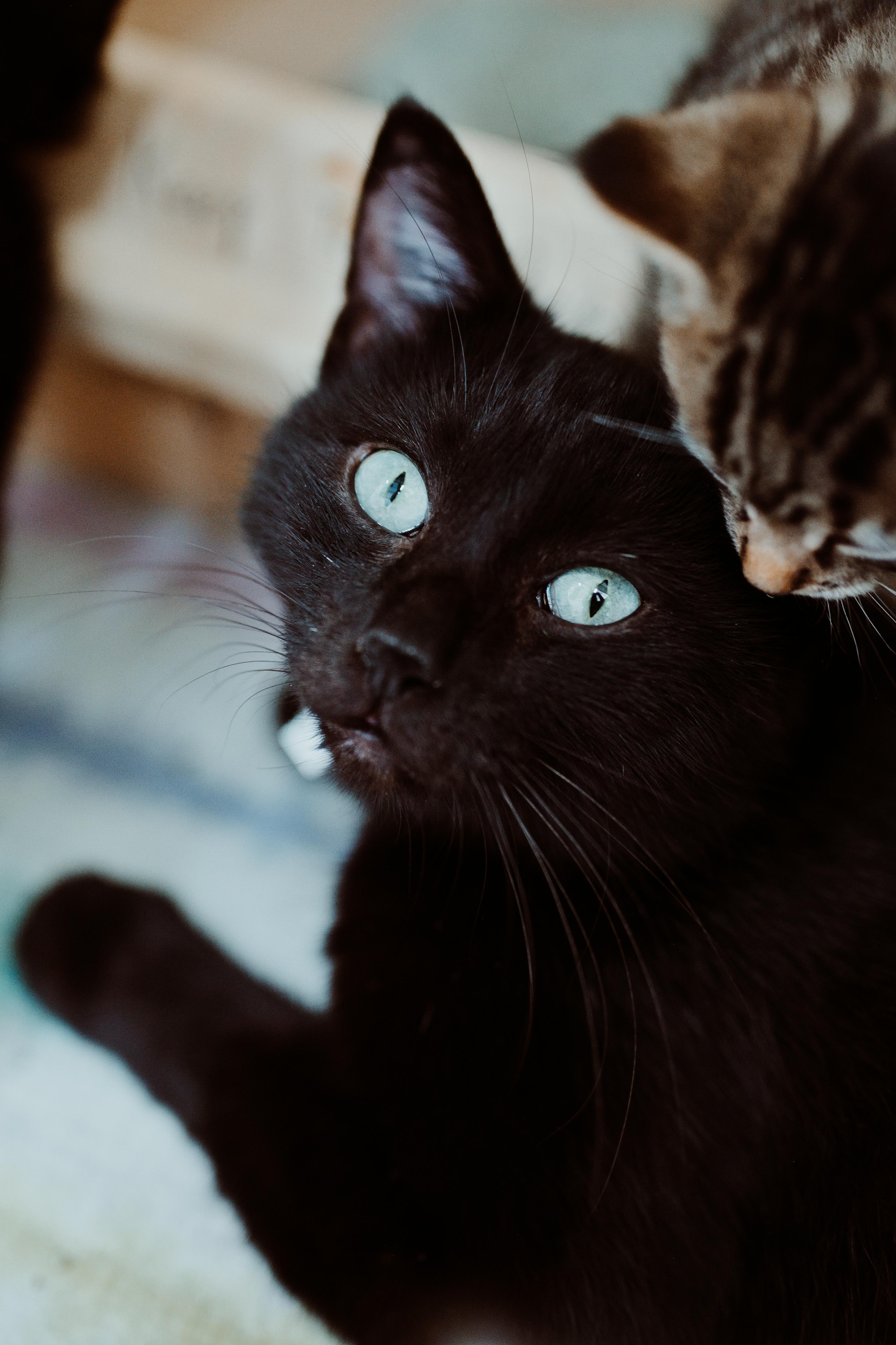 An adult medium-sized female Black Domestic Short Hair cat named BeeBee for adoption in Le Mars, IA