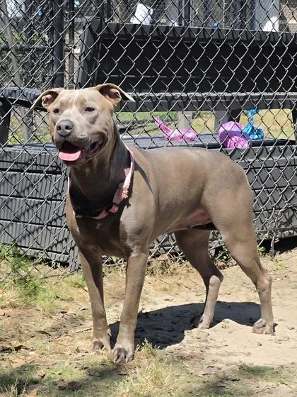 An adult large-sized female Pit Bull Terrier dog named Storm for adoption in Conway, SC