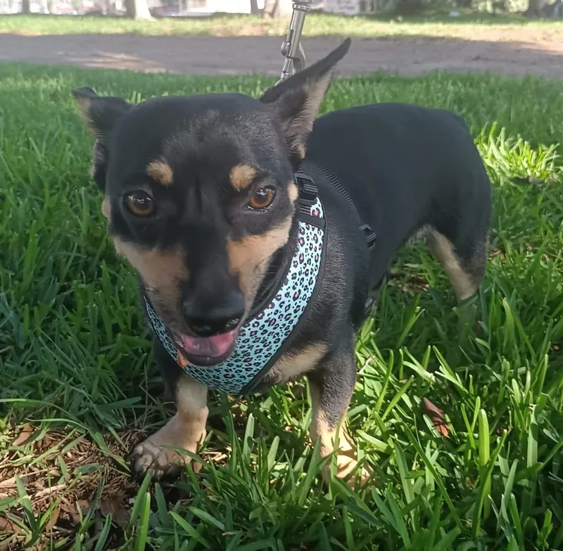 Toto thumbnail 3