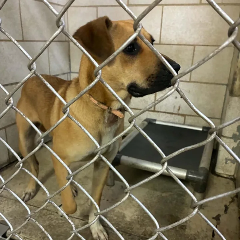 An adult small-sized female Yellow / Tan / Blond / Fawn Mixed Breed dog named Cosima Stray Hold for adoption in Huntington, WV