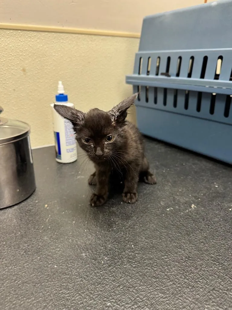 A baby medium-sized female Domestic Short Hair cat named TShirt for adoption in Great Bend, KS