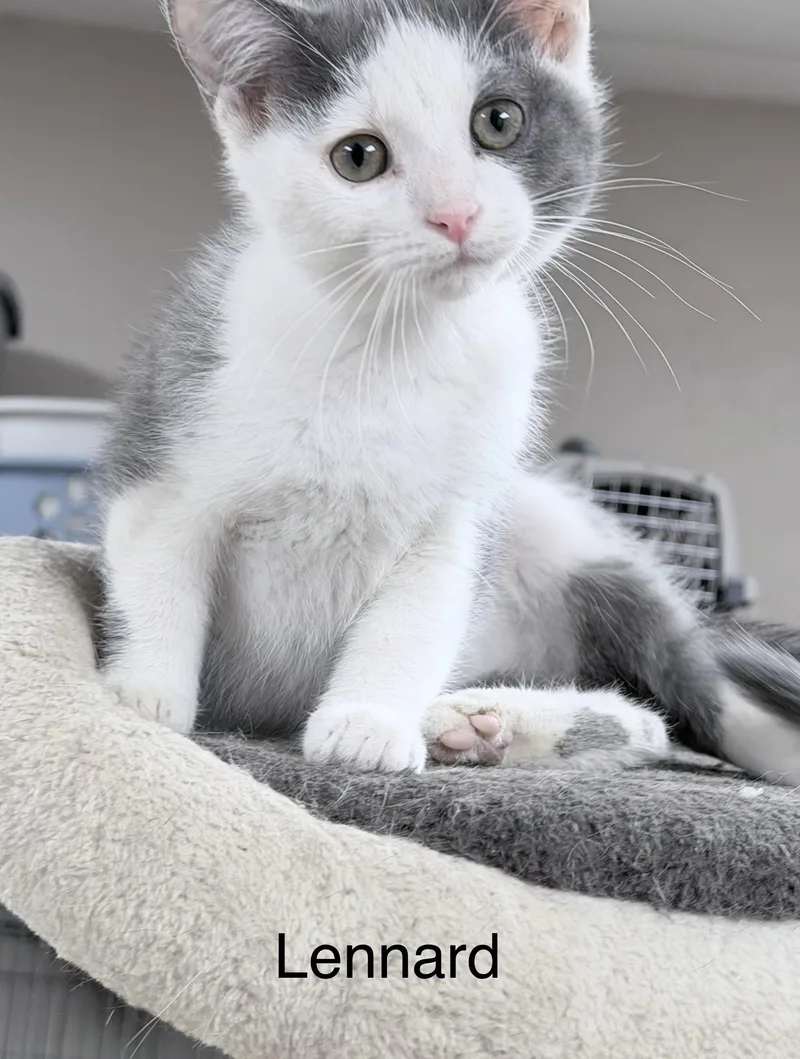 A young medium-sized male Gray & White Domestic Short Hair cat named Lennard for adoption in Sylacauga, AL