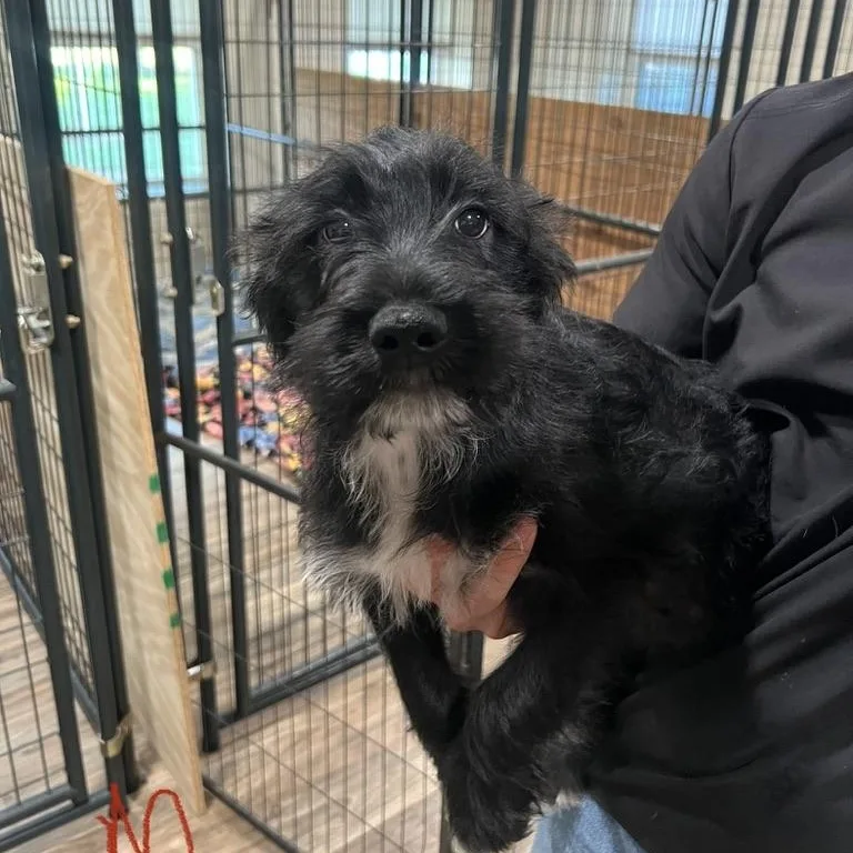 A baby medium-sized male Black Miniature Schnauzer dog named Butterscotch Schnapps for adoption in San Antonio, TX