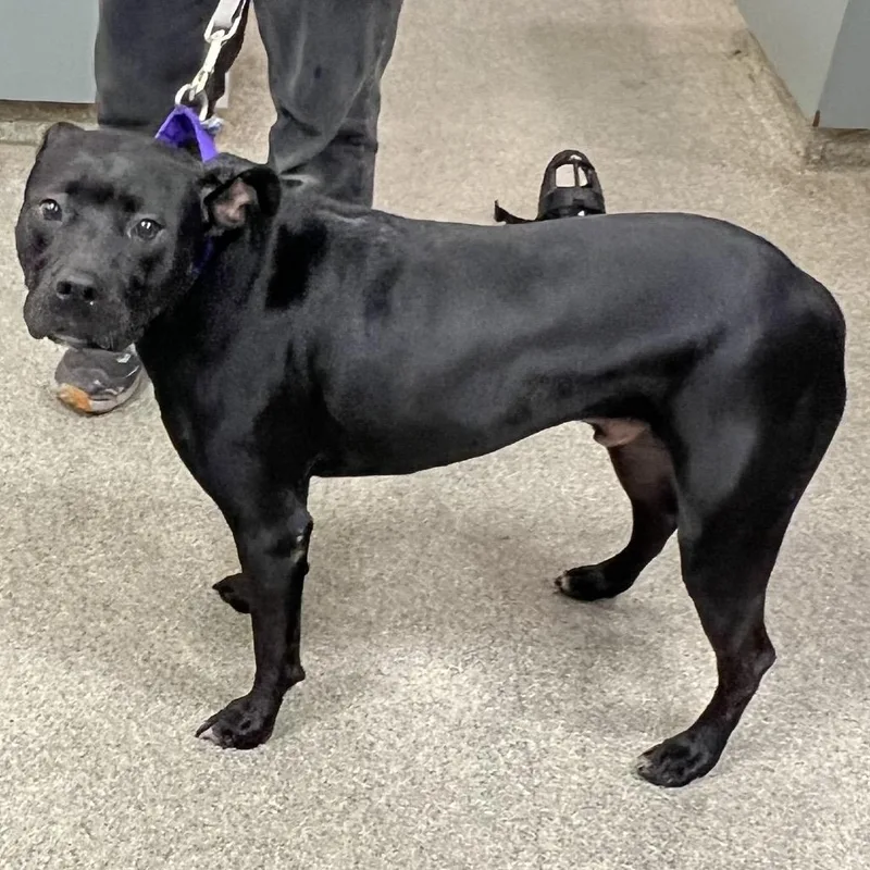 An adult medium-sized male Black Mixed Breed dog named Michael for adoption in Jacksonville, FL