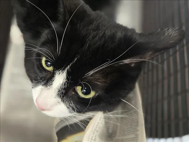 A young small-sized male Domestic Short Hair cat named Milo for adoption in Los Angeles, CA
