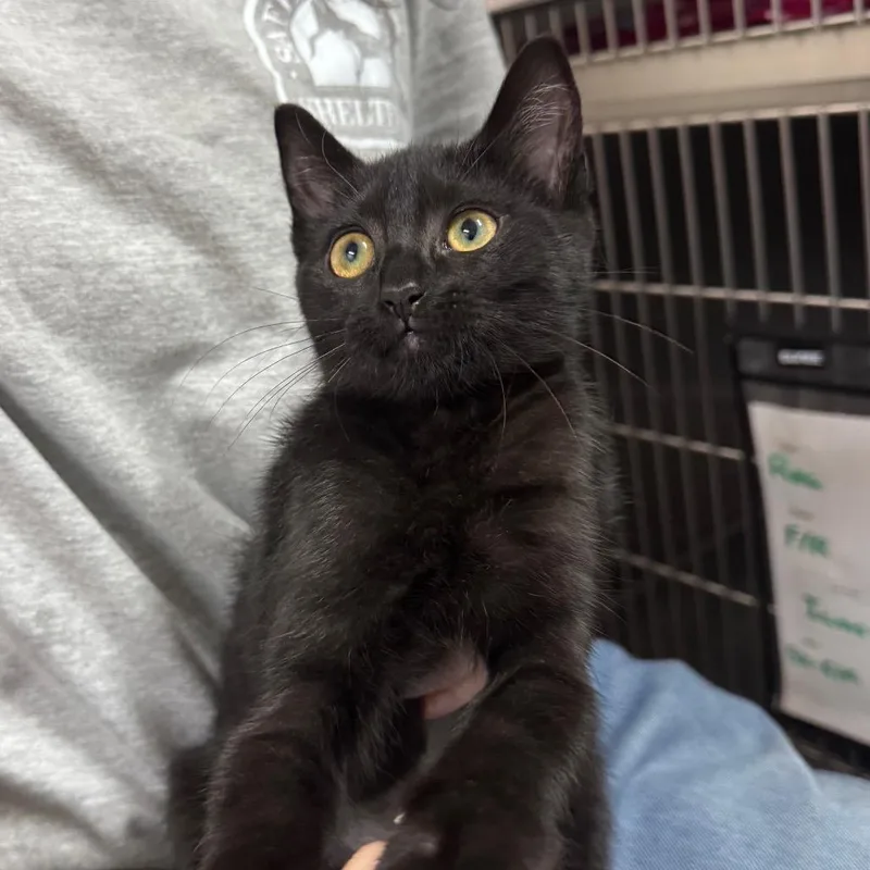 A baby small-sized female Black Domestic Short Hair cat named Taco Bell for adoption in Middleburg, FL