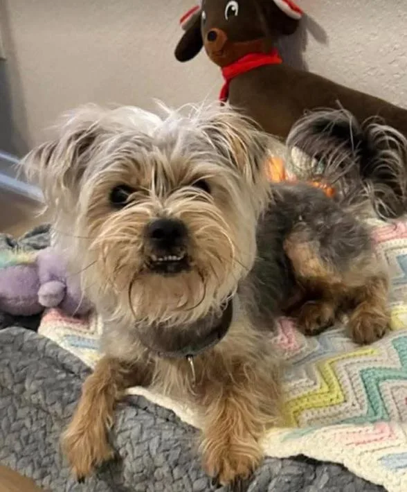 An adult small-sized male Yorkshire Terrier dog named Roamie In Tx for adoption in Cranston, RI