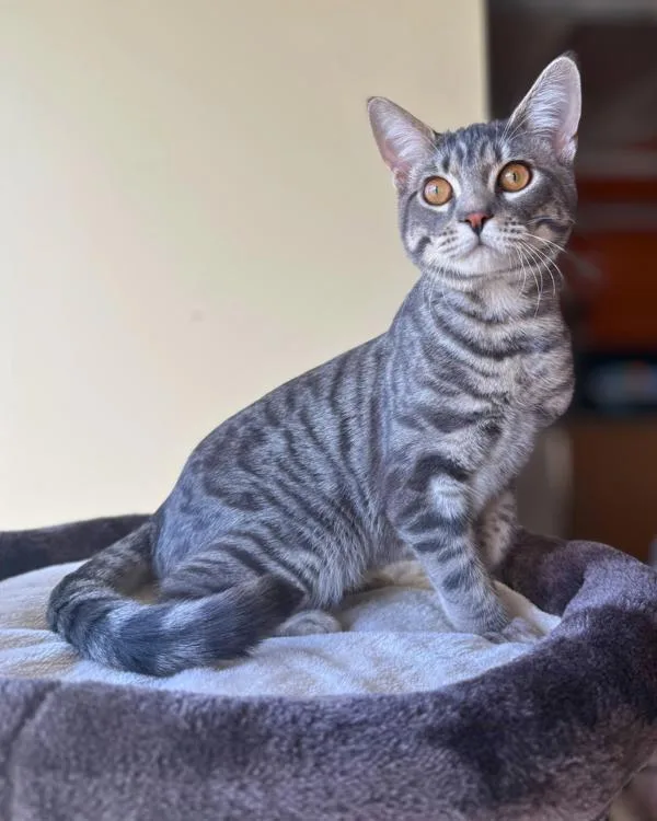 A young medium-sized male Domestic Short Hair cat named Syx for adoption in Vallejo, CA