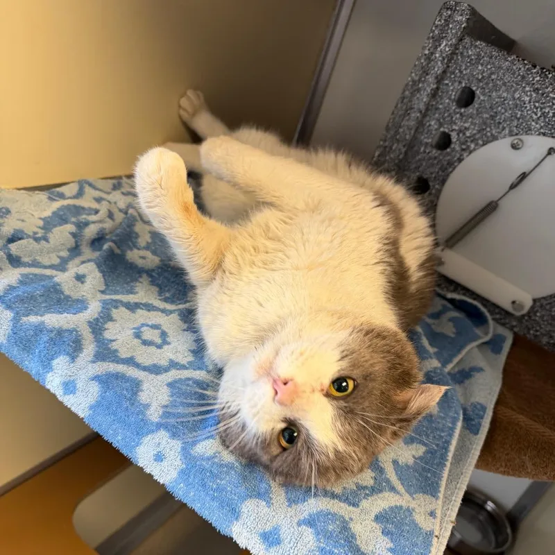 A senior large-sized male Gray / Blue / Silver Domestic Short Hair cat named Goliath for adoption in Birdsboro, PA