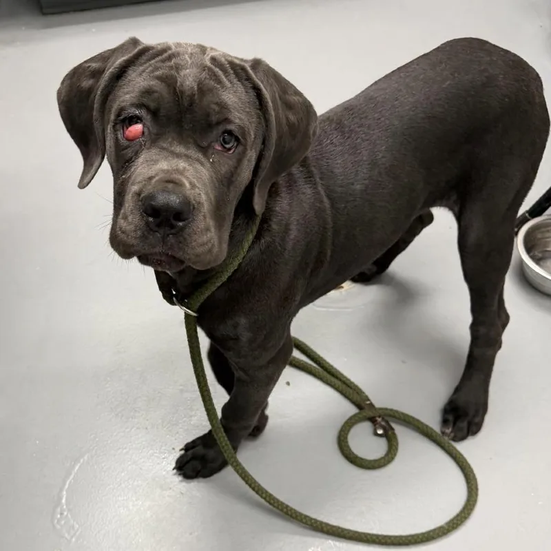 A baby medium-sized female Gray / Blue / Silver Cane Corso dog named Thalia for adoption in Fredericksburg, VA