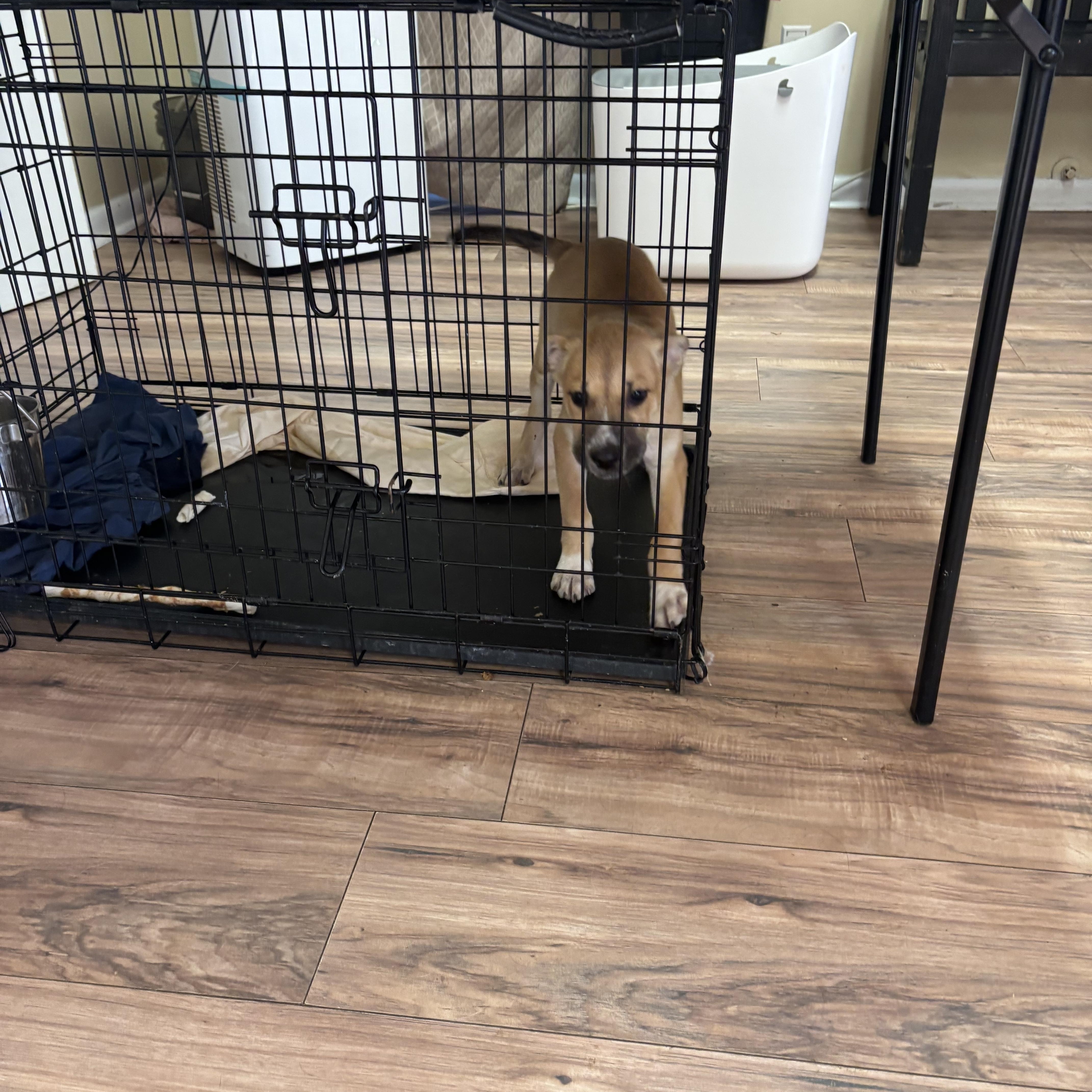 A baby medium-sized female Border Collie dog named Ms.Amy for adoption in Fort Worth, TX
