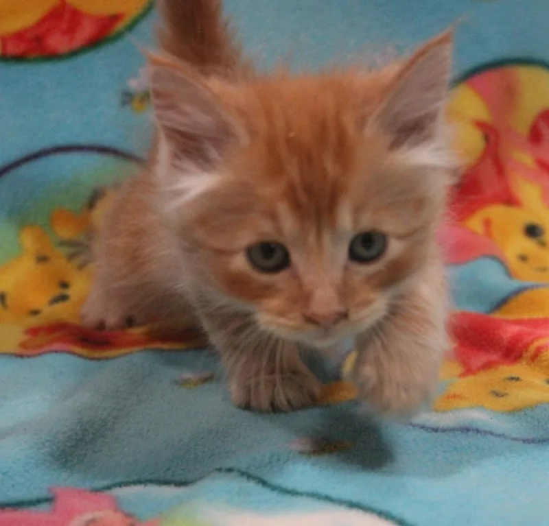 A baby medium-sized male Domestic Long Hair cat named Creed for adoption in Vacaville, CA