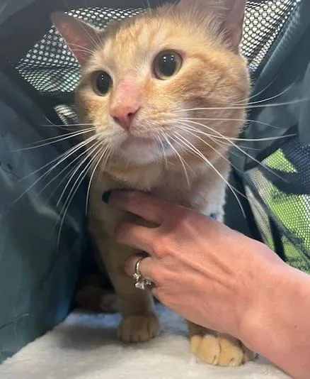 An adult medium-sized male Orange / Red Domestic Short Hair cat named Reese for adoption in Rockwall, TX