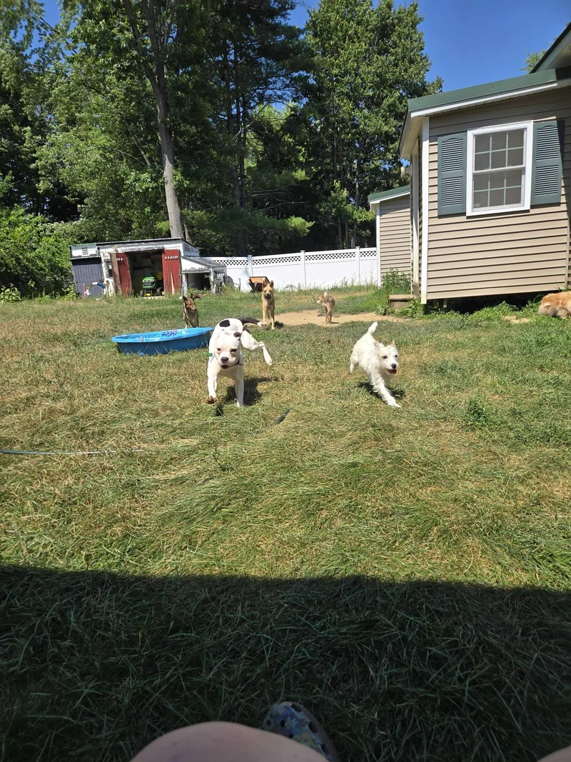 A young medium-sized female Mixed Breed dog named Rose for adoption in Bowdoin, ME