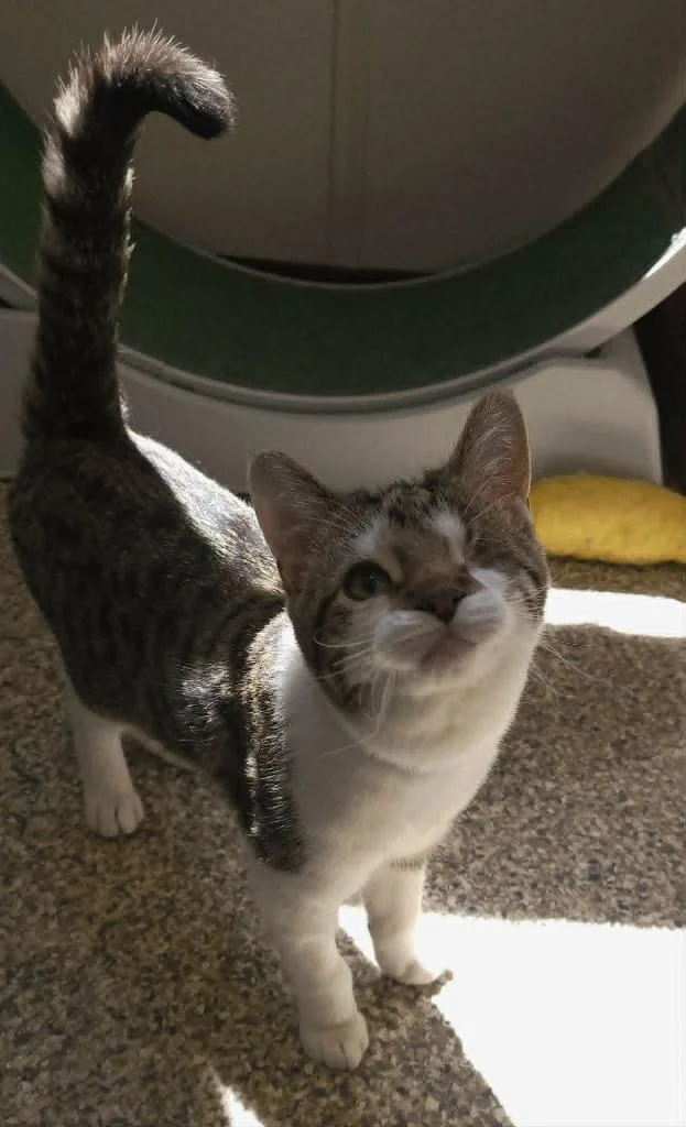 A baby small-sized male Domestic Short Hair cat named Walle for adoption in Fremont, OH