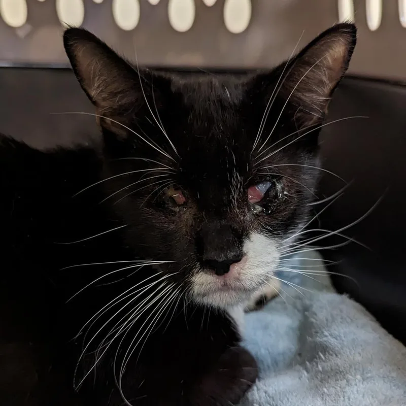 An adult medium-sized female Black Domestic Short Hair cat named Athena for adoption in Roanoke, VA