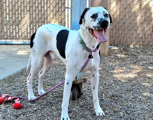 A young large-sized male Dalmatian dog named Ocho for adoption in Phoenix, AZ
