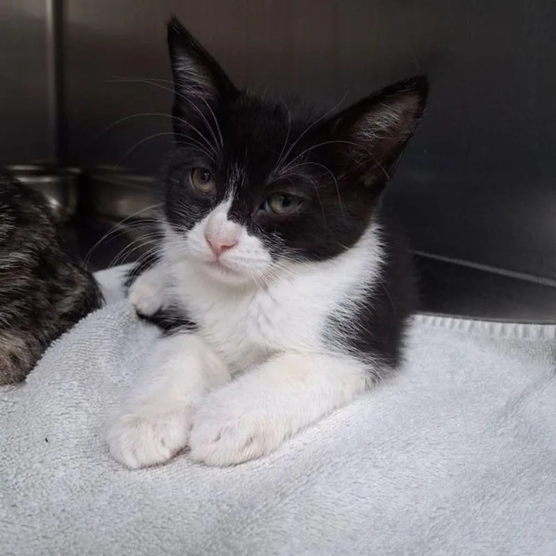 A young medium-sized female Black & White / Tuxedo Domestic Short Hair cat named Kekoa for adoption in Lake Havasu City, AZ