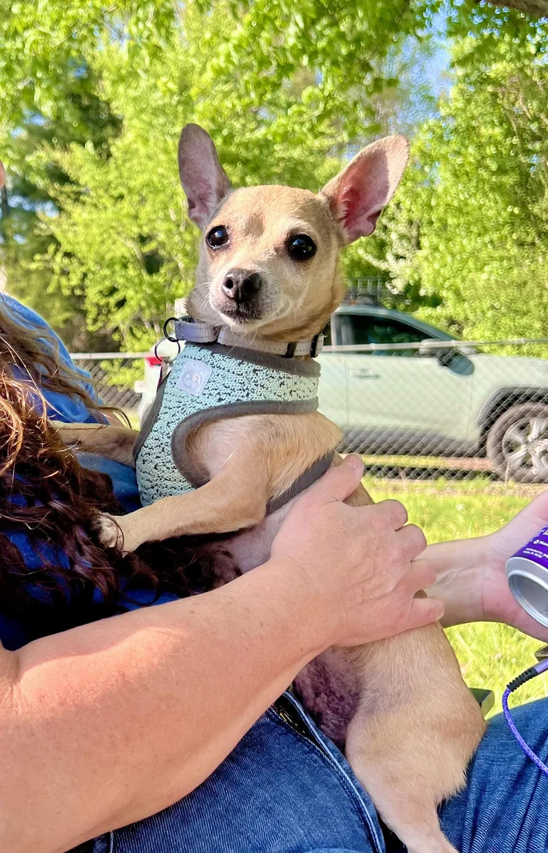 An adult small-sized female Chihuahua dog named Laurel for adoption in Pittsboro, NC