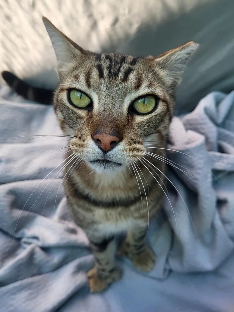 Mittens thumbnail 3