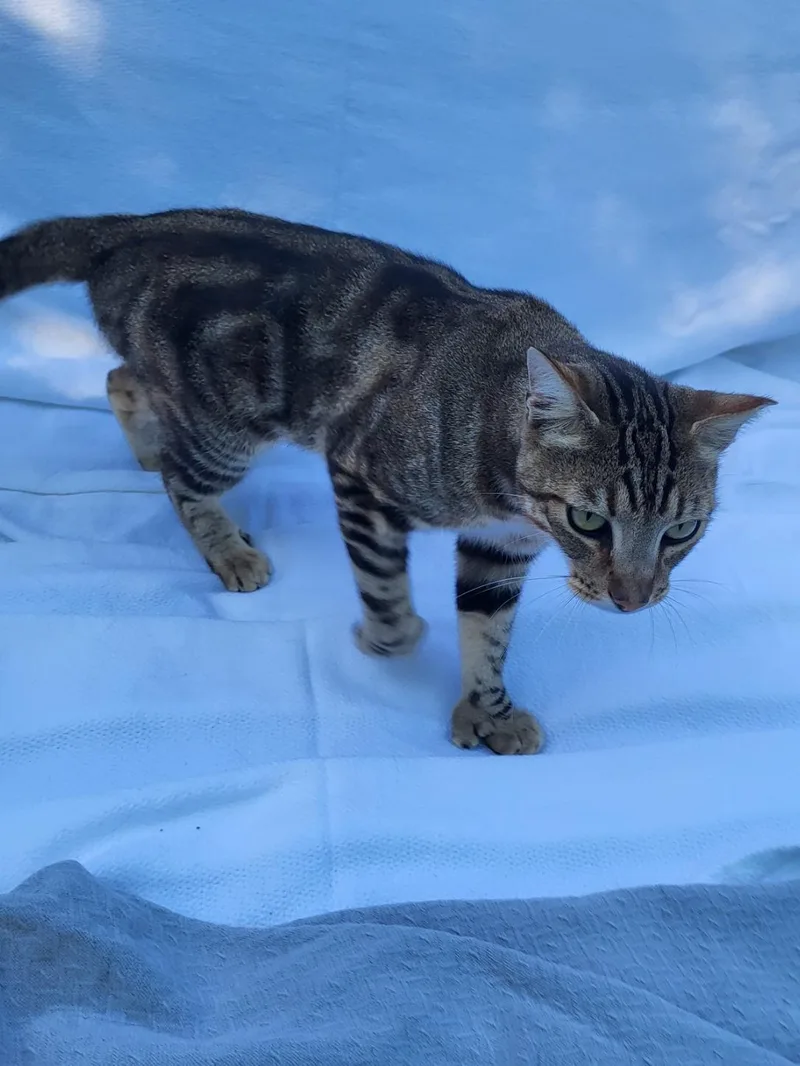 Mittens thumbnail 4