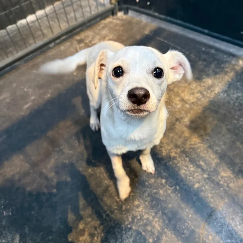 A young small-sized male White / Cream Chihuahua dog named Anton for adoption in Tacoma, WA
