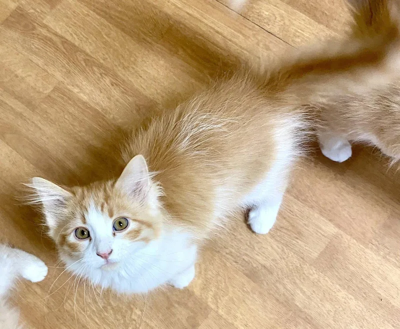 A young medium-sized male Orange & White Domestic Long Hair cat named Pancake for adoption in Fargo, ND