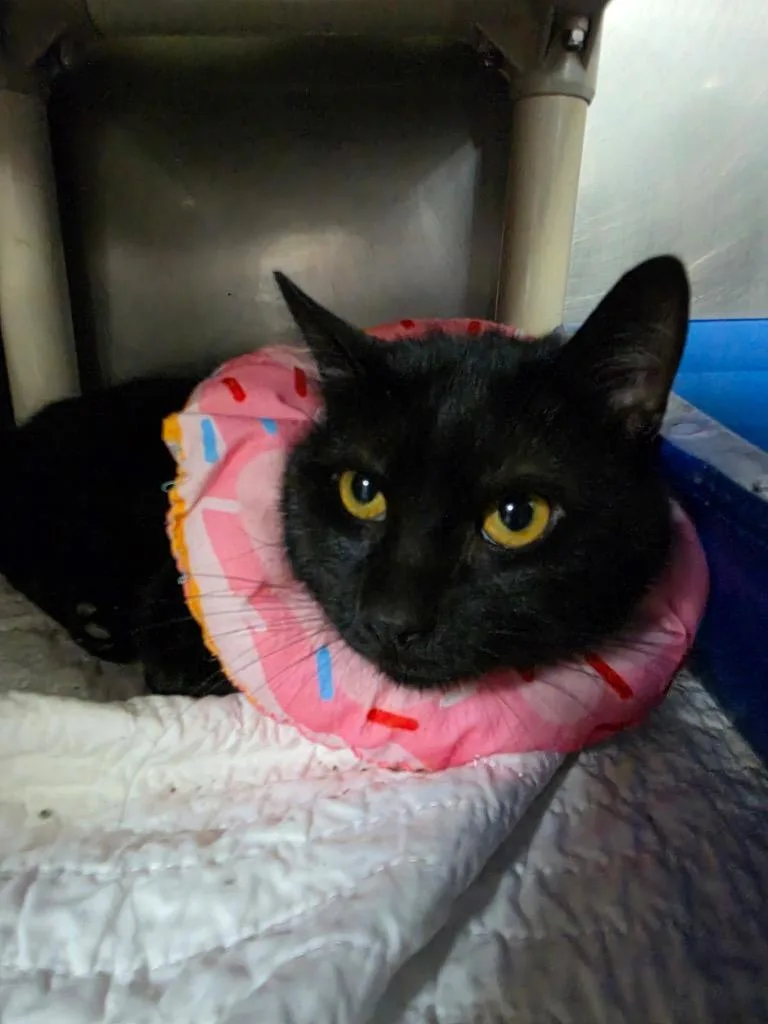 A young medium-sized male Domestic Short Hair cat named Bert for adoption in New Manchester, WV